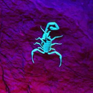 Escorpião - Virginia Gaia