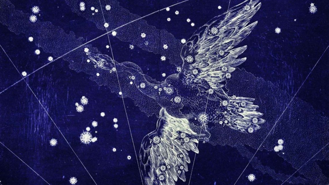 Constelação do Cisne - Virginia Gaia