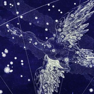 Constelação do Cisne - Virginia Gaia