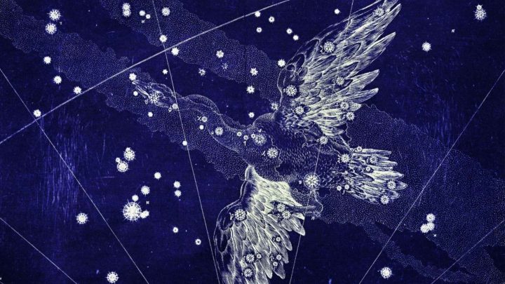 Constelação do Cisne - Virginia Gaia